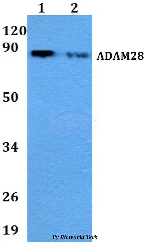 ADAM28 Antibody