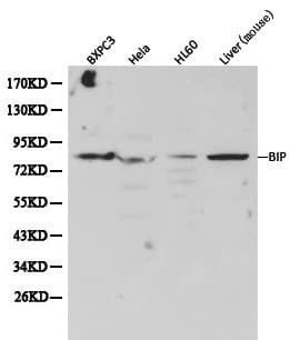 Polyclonal Rabbit anti-Human HSPA5 / GRP78 / BiP Antibody (IHC, WB)
