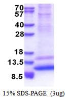 Human GNG4 Protein (Recombinant His)