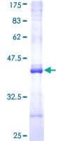 Human NR1I2 / PXR Protein (Recombinant GST, N-terminus)
