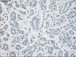 GAD1 / GAD67 Antibody (clone OTI3H2)