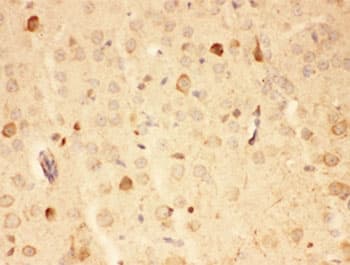 HSP90AA1 / Hsp90 Alpha A1 Antibody (aa2-365)