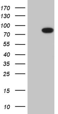 RPS6KA2 / RSK3 Antibody (aa1-51, clone OTI10F11)