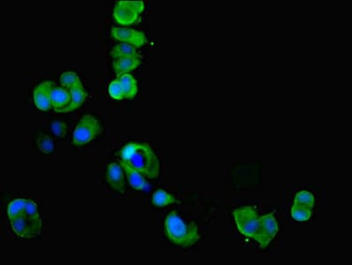CKMT1 Antibody