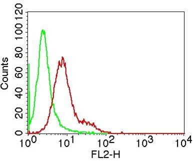 CHUK / IKKA / IKK Alpha Antibody