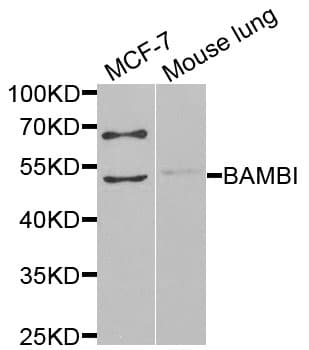 BAMBI Antibody