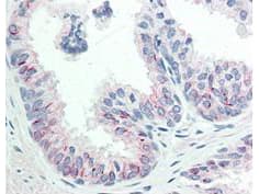 AKT1 Antibody (phospho-Ser473, clone 17F6.B11)