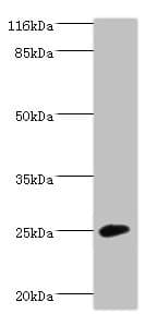 Calneuron-1 / CALN1 Antibody