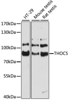THOC5 Antibody