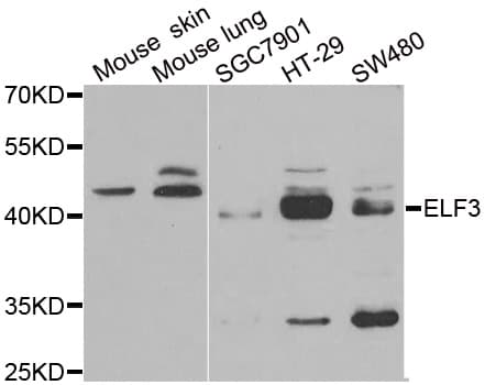 ELF3 / ESE1 Antibody
