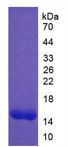 Rat PDGF-AA Protein (Recombinant His, N-Terminal)