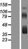 FST / Follistatin Protein (Over-Expression Lysate Myc-DDK (Flag))