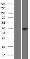 FEZ2 Protein (Over-Expression Lysate Myc-DDK (Flag))