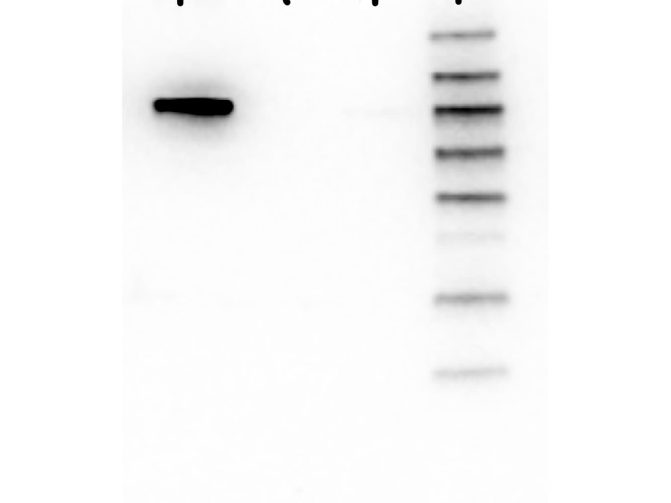 AKT1 Antibody (Internal, clone 5E5.F5.D7)