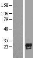 CBLN1 / Cerebellin 1 Protein (Over-Expression Lysate Myc-DDK (Flag))