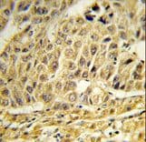 CCNB1IP1 Antibody (aa199-228)