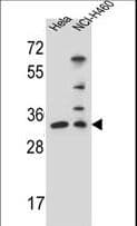 NTHL1 Antibody (aa88-117)