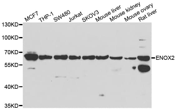Polyclonal Rabbit anti-Human ENOX2 Antibody (IHC, IF, WB)