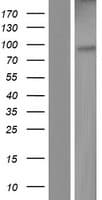 EnvR / ERV3 Protein (Over-Expression Lysate Myc-DDK (Flag))