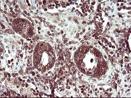 TXNDC1 / TMX1 Antibody (clone OTI3H5, Carrier-free)