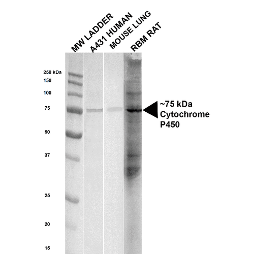 Cytochrome P450 Reductase Antibody (FITC)
