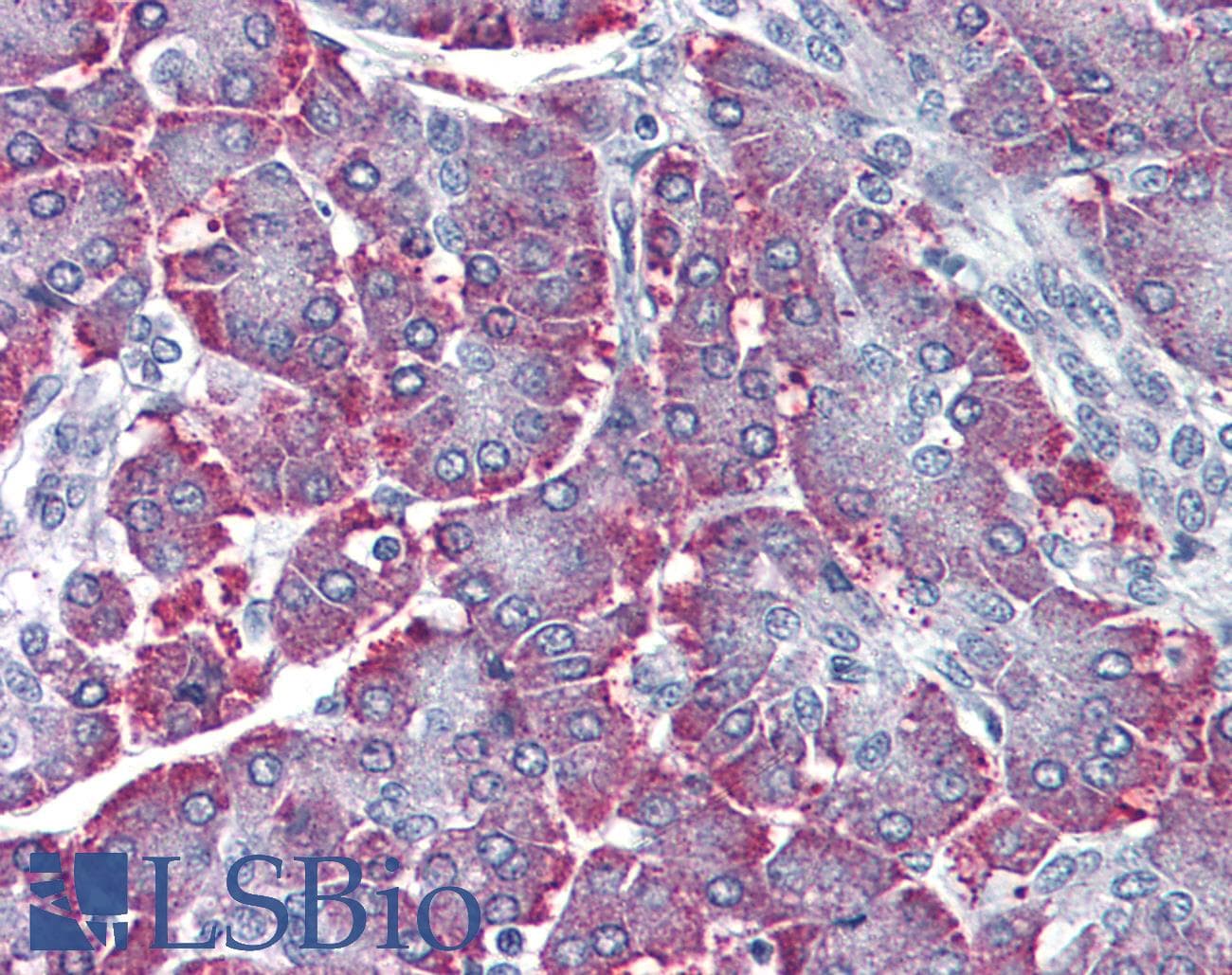 PathPlus™ SGK2 Antibody (Kinase Domain)
