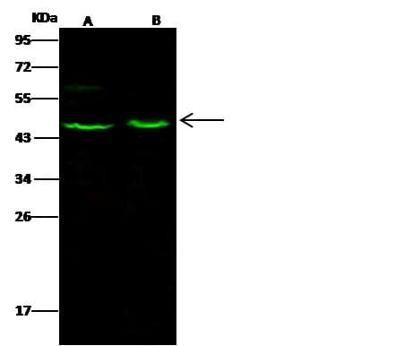 ACY1 / Aminoacylase 1 Antibody (Preservative Free)