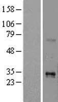 TNFSF15 / TL1A / VEGI Protein (Over-Expression Lysate Myc-DDK (Flag))