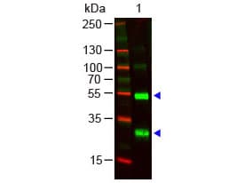 Polyclonal Goat Anti-Human Lambda Light Chain Secondary Antibody (IHC, WB)