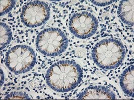 PTP1B Antibody (clone OTI1D10)