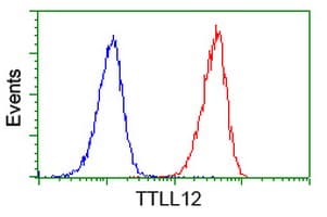 KIAA0153 / TTLL12 Antibody (clone OTI3H6)