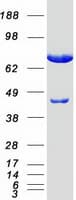 Human KIAA0153 / TTLL12 Protein (Recombinant Myc-DDK (Flag))