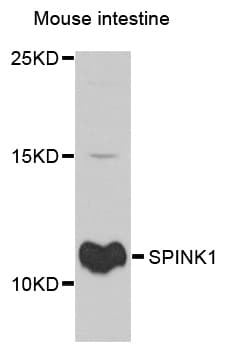 SPINK1 Antibody