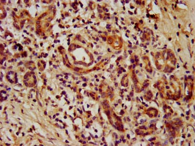 Polyclonal Rabbit anti-Human TEAD3 Antibody (WB)