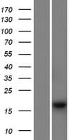 PSMG4 Protein (Over-Expression Lysate Myc-DDK (Flag))