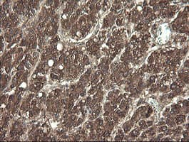 APP / Beta Amyloid Precursor Antibody (clone OTI7B8, Carrier-free)