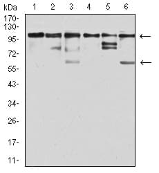 ZFP91 Antibody (clone 8C3D5)