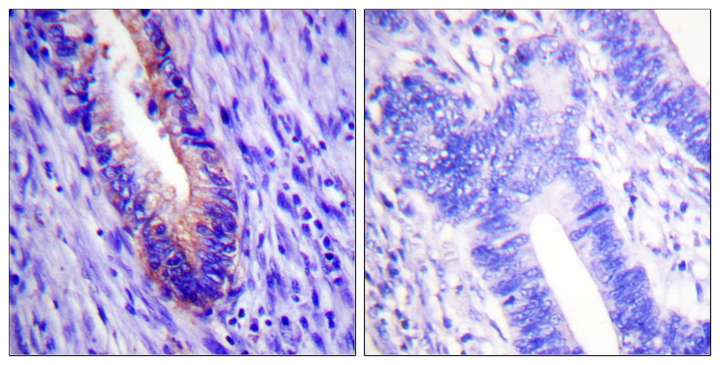 EIF4G1 / EIF4G Antibody (aa1074-1123)