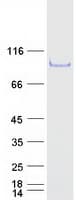 Human GPATC3 Protein (Recombinant Myc-DDK (Flag))