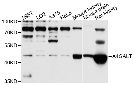 A4GALT Antibody
