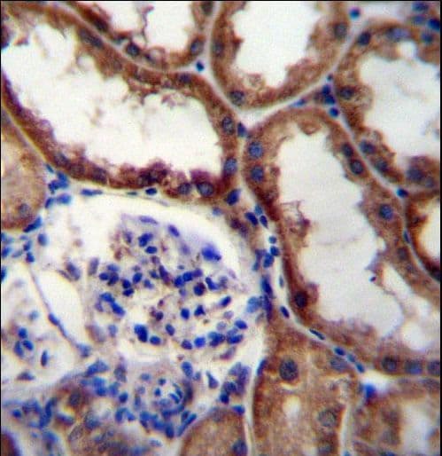 Polyclonal Rabbit anti-Human WNT16 Antibody (aa236-265, IHC, WB)