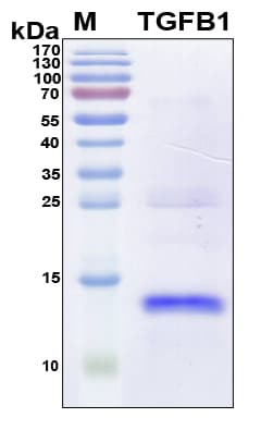 Human TGFB1 / TGF Beta 1 Protein (Recombinant 6His, N-terminus)