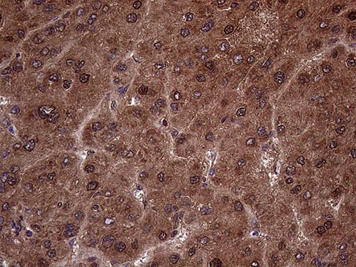AMDHD1 Antibody (clone OTI4C1, Carrier-free)