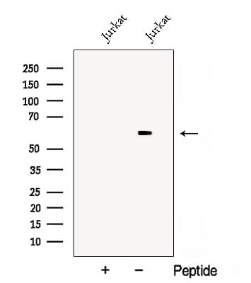 DPYSL3 / CRMP4 Antibody