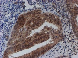 SAT2 Antibody (clone OTI1C9)