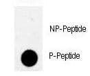 PKMYT1 Antibody (phospho-Thr495)