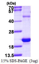 Human HSPB3 Protein (Recombinant His)