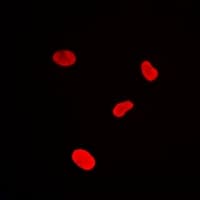 H2AFY / MACROH2A1 Antibody