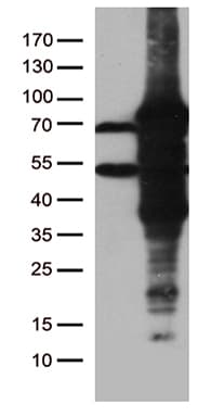 ZKSCAN1 / ZNF36 Antibody (clone OTI6D11, Carrier-free)