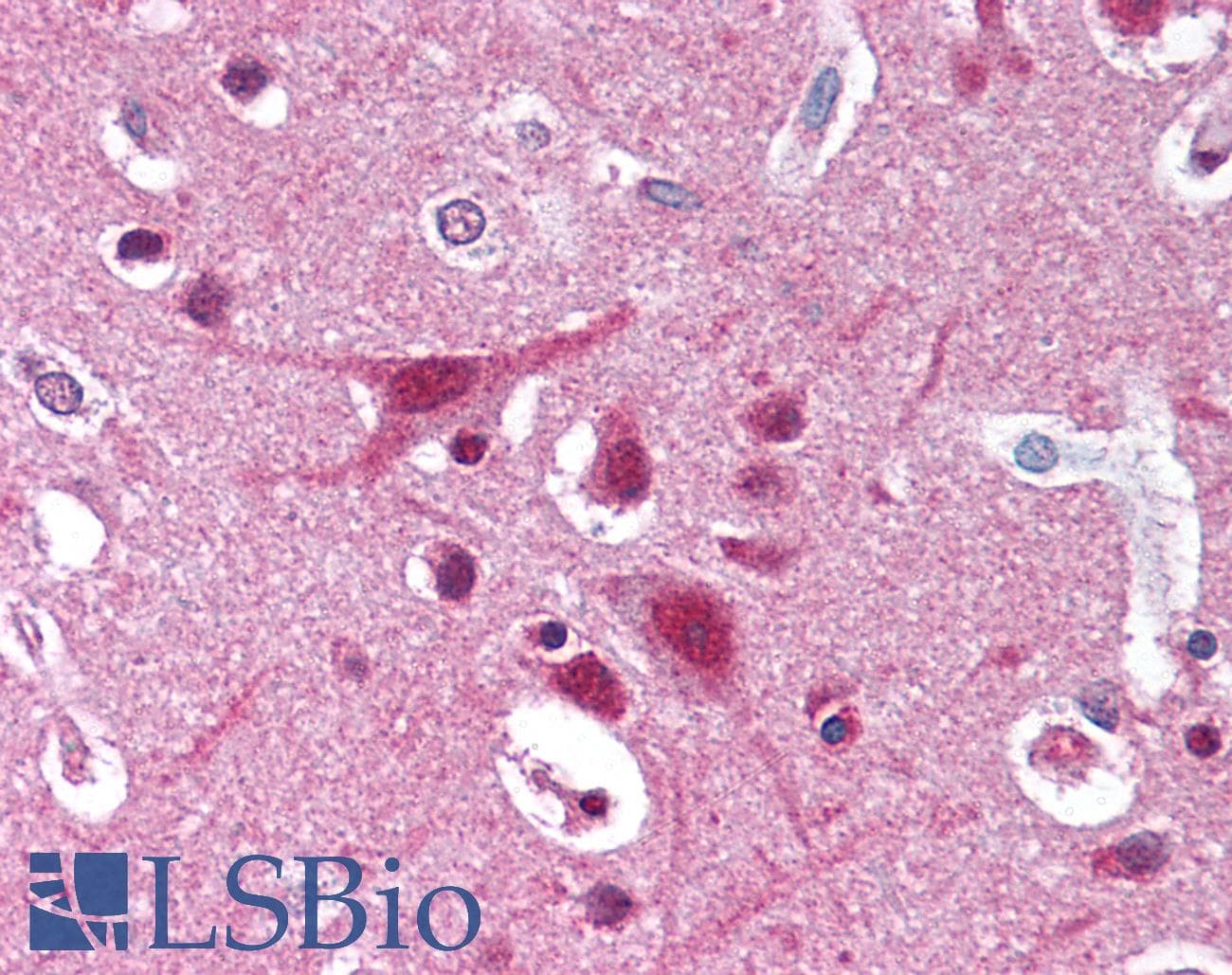 IHC-plus™ DDB1 Antibody (C-Terminus, Preservative Free)